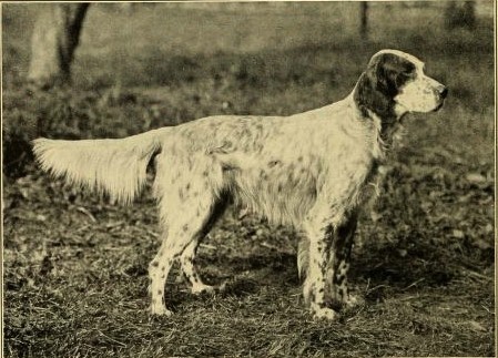 Gravure ancienne d'un Setter anglais de la lignée Laverack, tirée de The Sporting Dog (1904)