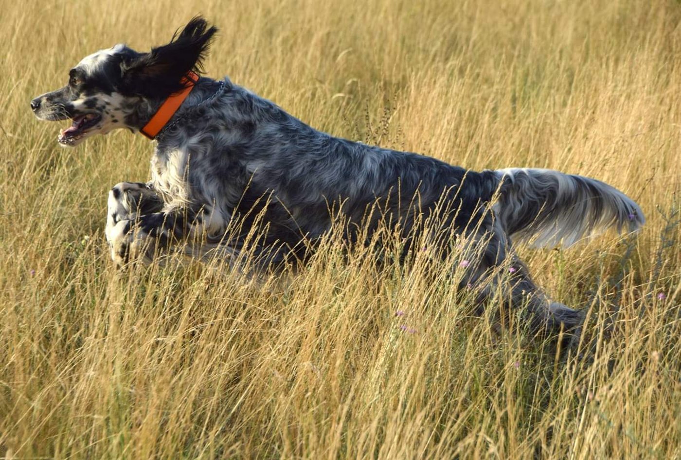 Setter anglais avec collier orange courant dans un champ de foin doré