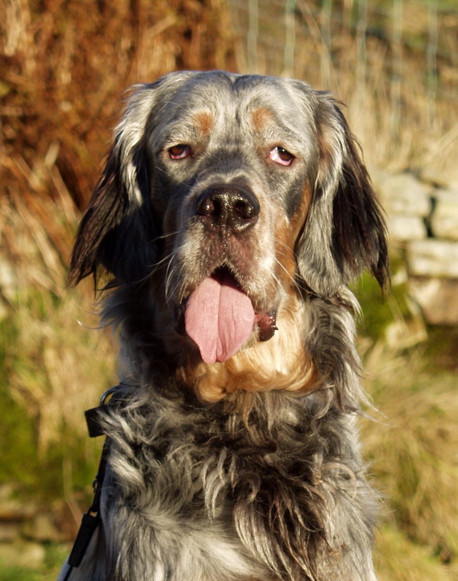 Linnéa, Setter anglais orange belton, portrait de tête