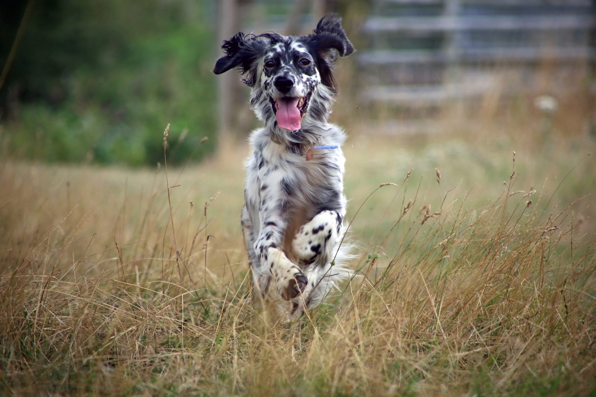 Setter anglais bleu belton courant dans un champ d'herbes hautes