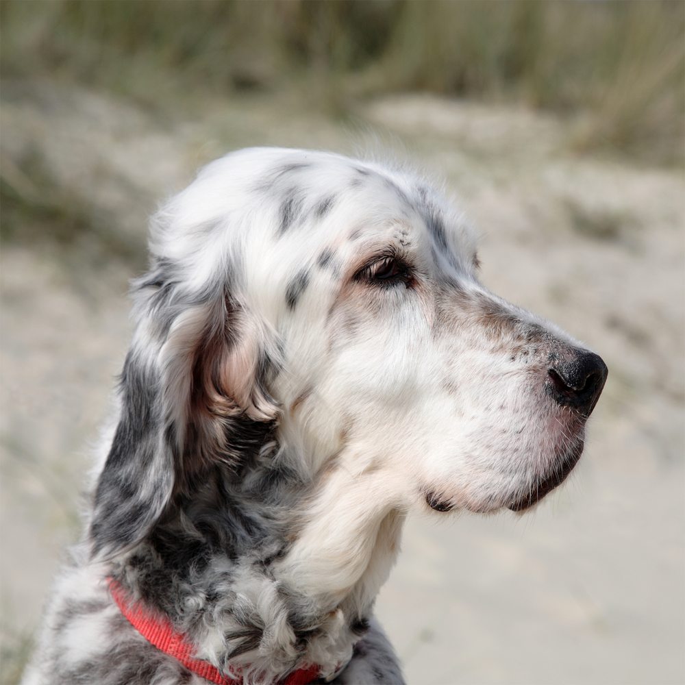 Portrait de profil d'un Setter anglais bleu belton avec collier rouge, dunes en arrière-plan