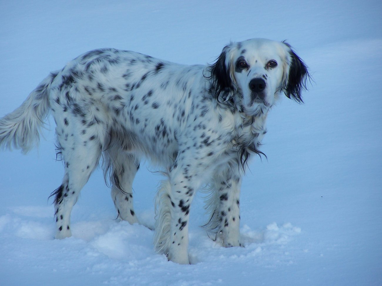 Audubon, Setter anglais bleu belton, debout dans la neige